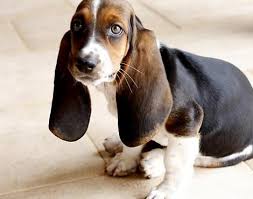 Dog Breeds That Start With B