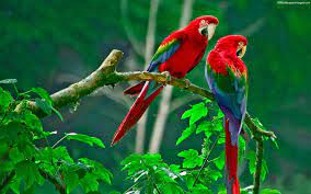 Parrots Couple Hd Wallpapers Images Burung Beo Burung Cantik Burung