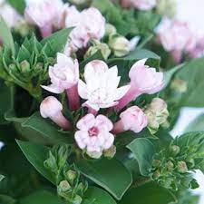 Bouvardia Light Pink Flower Fiftyflowers Com Turquoise Wedding Flowers Flower Centerpieces Wedding Tropical Wedding Flowers