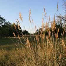 Image result for Agrostis keniensis