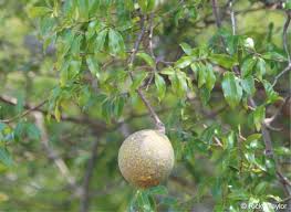 Image result for Landolphia foretiana