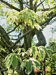 Image result for Ceiba pentandra