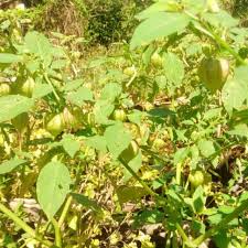 Buah letup atau ciplukan (physalis angulata) adalah tumbuhan daripada keluarga solanaceae iaitu. Hot Sales Pokok Letup Ubat Stroke Pokok Letop Ciplukan Shopee Malaysia