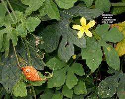 Image result for Cucurbitaceae