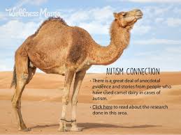 Health benefits of camel milk include its ability to prevent diabetes, boost immunity, stimulate blood circulation, lessen allergic reactions, and promote body growth. Benefits Of Camel Milk