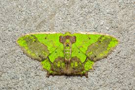 Image result for Glossostelma spathulatum