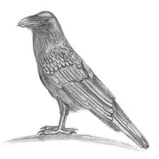 Black And White Raven Drawing Raven Pencil Drawing Sketching Raven With Pencils On Drawingtutorials101 Com Pencil Drawings Drawings Drawing Sketches