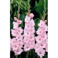 Gladiolus Light Pink Flower Light Pink Flowers Pink Flowers Pretty Flowers