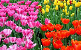 Interesting Facts About Flowers Tulips Flowers Lifespan Is Very
