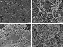 Check spelling or type a new query. The Coffee Machine Bacteriome Biodiversity And Colonisation Of The Wasted Coffee Tray Leach Scientific Reports