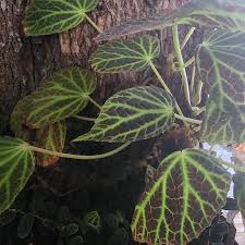 Image result for Begonia ciliobracteata