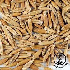 Organic Oats Whole Oat Grain Seeds Unhulled Oats Husk On Non Gmo In 2021 Food Evening Meals Cooking Dinner