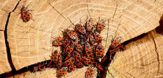 Biological control is an exciting science because it constantly incorporates new knowledge and techniques. The Next Invasion Of Insect Pests Will Be Discovered Via Social Media