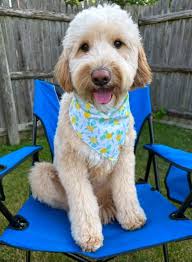🐾 Looking for a petite cutie to adopt? Lana Turner is a 3-year-old mini  Goldendoodle that arrived from a breeder. She's timid and nervous in new  places and situations, but she continues
