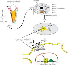 orthodontic tooth movement the biology and clinical