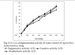 Image result for Agelanthus krausei