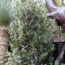 Little Ollie Dwarf Olive In 2020 Olive Trees For Sale Dwarf Olive Tree Arbequina Olive Tree