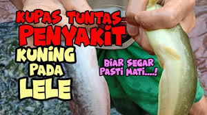 Tak hanya itu, warna putih pada mata anda pun akan berubah menjadi pengobatan penyakit kuning pada lansia didasarkan pada masalah penyebabnya. Menular Cepat Penyakit Lele Kuning Sumber Masalah Solusi Dan Jalan Keluarnya Youtube