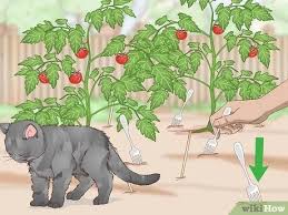 Create a spot for cats, away from your if the cat using your garden as a toilet is a feral cat, trap it and get it fixed: 4 Ways To Keep Cats Out Of A Garden Wikihow
