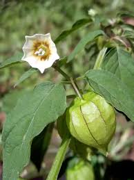 Image result for Physalis angulata