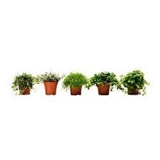 Himalayamix Plante En Pot Diverses Especes 12 Cm Inomhusvaxt Krukvaxter Vaxtkrukor