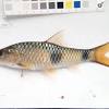 Lemon fin barb is one of the local fish with good market value (mohamed, 2008). 1
