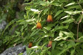 Image result for Canarina