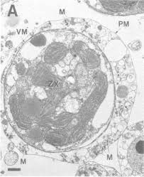 6 animal and plant cell quiz. Https Hilo Hawaii Edu Affiliates Prism Documents Pandacells Pdf