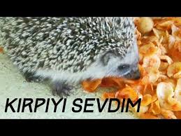 Amator Cekimler Kirpi Makarna Yedi Dikeni Batti Kirpi Evcillestikirpinin Gozu Hangi Renk Youtube 2020 Kirpiler Renkler Hayvanlar