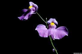 Image result for Utricularia welwitschii