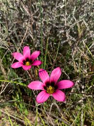 Image result for Romulea camerooniana