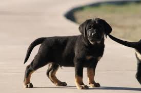 Black And Tan Lab Mix One Of Our Black Tan Labrador Retriever Due To A Recessive Gene Pups At 8 Weeks Old True Retrievers With A Classic Lab Puppies Labrador Retriever Labrador