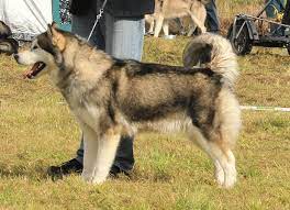 Check spelling or type a new query. Standard Des Alaskan Malamute Alaskan Malamute Kennel Issues Of Yukon