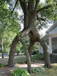 Baum Uber Burgersteig Vermutlich Usa Mutter Natur Baum Fotografie Alte Baume
