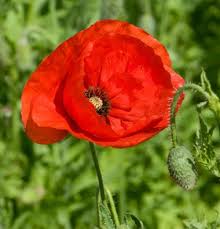 Corn Poppy Papaver Rhoeas Poppy Flower Seeds Flower Seeds Poppy Flower