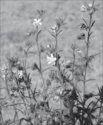 Image result for Vahlia