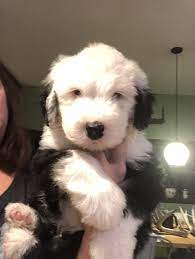 Old English Sheepdog Puppies For Sale Mesick Mi Sheep Dog Puppy English Sheepdog Puppy Old English Sheepdog Puppy