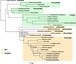 Image result for Urochloa leersioides