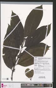 Image result for Olea chimanimani