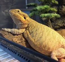 Check spelling or type a new query. Fancy Bearded Dragon Vs Bearded Dragon Which One Is The Best