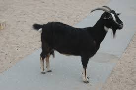 Maybe you would like to learn more about one of these? Berhentilah Mencari Kambing Hitam Dari Masalah Yang Kita Perbuat