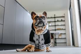 French bulldog, corgi, schnauzer, pug, pitbull, shih tzu, chihuahua. Frenchie Bulldog Official Site Harnesses Leashes More