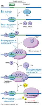 Biol2060 Gene Expression Transcription