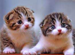 The hd wallpaper picture (kucing lucu wallpaper kucing hd) has been downloaded. Kucing Anggora 1600x1178 Wallpaper Teahub Io