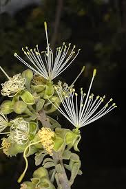 Image result for Maerua