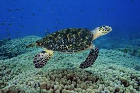 A hawksbill sea turtle's lateral & posterior margins are sharply serrated in all but very old individuals. Hawksbill Sea Turtle Facts Anatomy Diet Habitat Behavior Animals Time