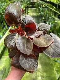 Image result for Begonia elaeagnifolia