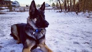 German shepherd puppies are often listed as one of the most popular puppy breeds in the united states. King Shepherd Hybrid Dog Breed Pictures Characteristics Facts