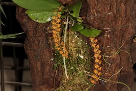 Image result for Chamaeangis