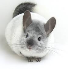 gorgeous i want a white one now chinchilla pet pets baby animals